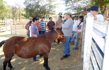 Alunos do 8o período de Medicina Veterinária têm Curso Avançado de Semiologia