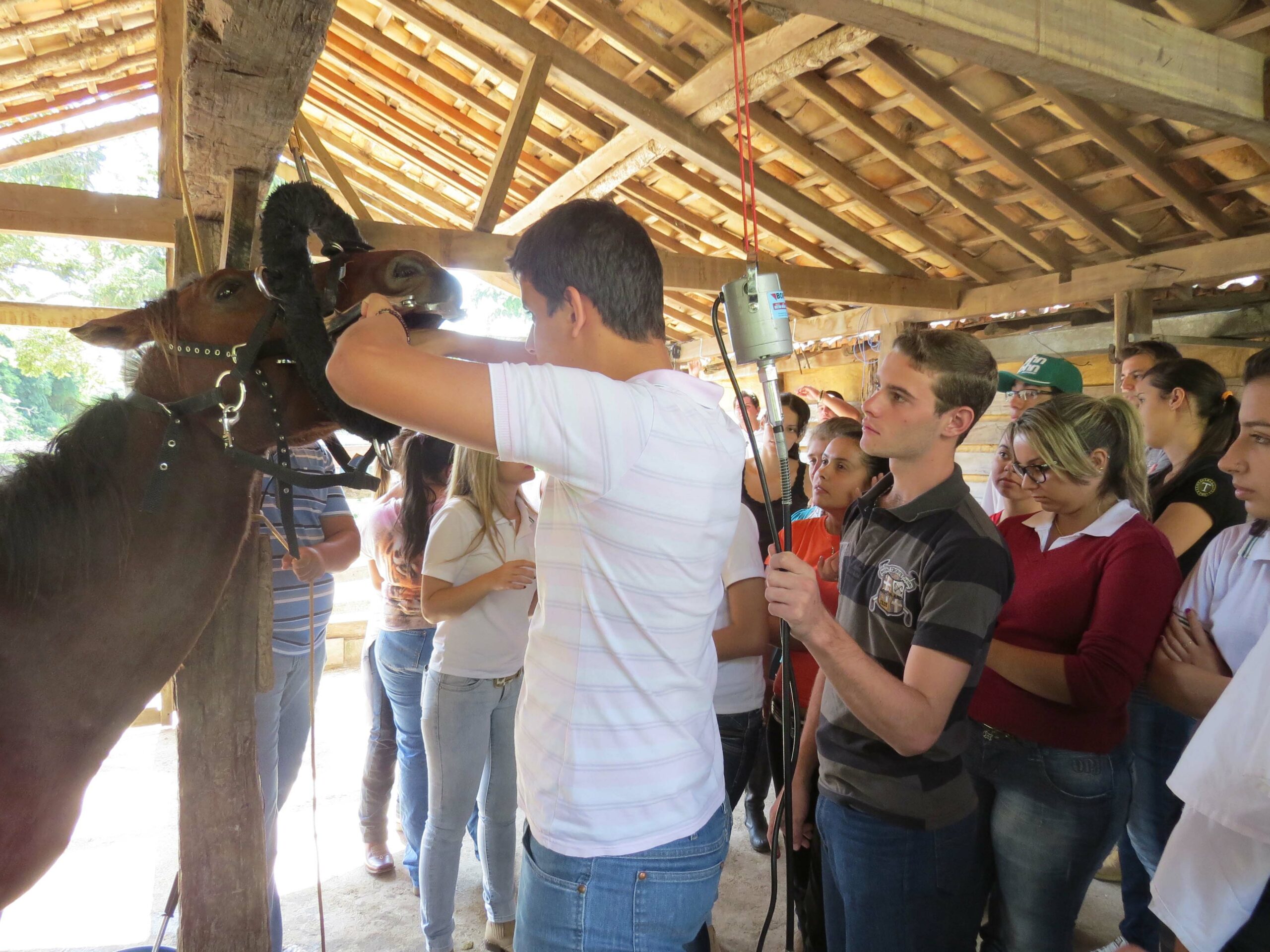 Projeto de atendimento gratuito a animais de grande porte é desenvolvido na Fazenda Laboratório do UNIFOR-MG