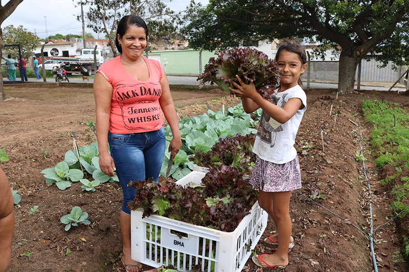REALIZADA A PRIMEIRA COLHEITA NA HORTA URBANA DO BAIRRO CIDADE NOVA