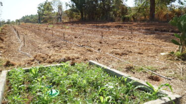 FAZENDA LABORATÓRIO RECEBE HORTA PARA CULTIVO DE HORTALIÇAS NO SISTEMA AGROECOLÓGICO