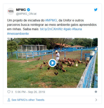 PROJETO DESENVOLVIDO NA FAZENDA UNIFOR-MG REABILITA GALOS APREENDIDOS EM RINHAS