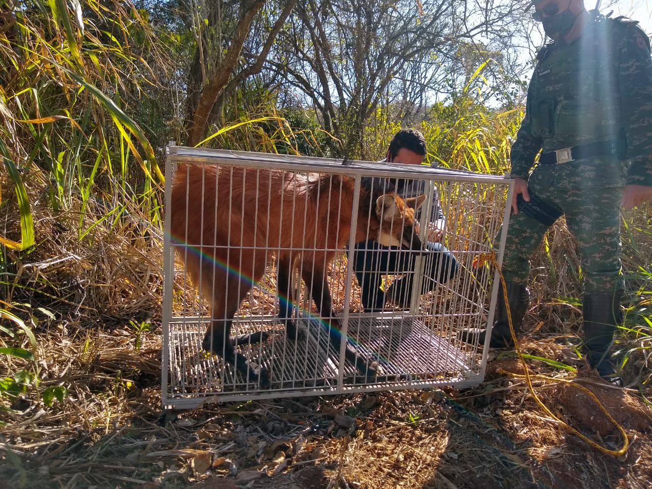 POLÍCIA MILITAR DE MEIO AMBIENTE REALIZA SOLTURA DE LOBO-GUARÁ