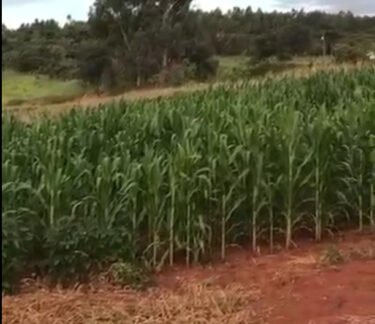 LAR SÃO FRANCISCO DE ASSIS RECEBE DOAÇÃO DA FUOM