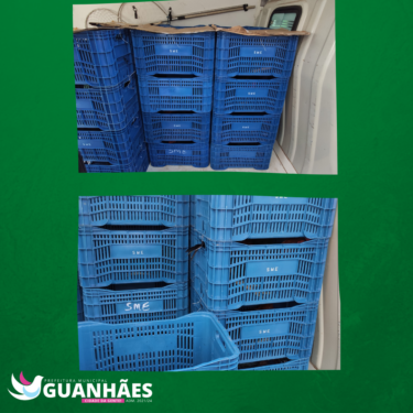 FAZENDA LABORATÓRIO RECEBE GALOS VÍTIMAS DE MAUS-TRATOS