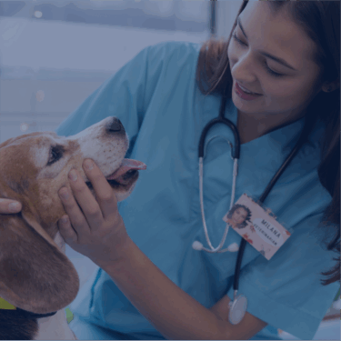 Medicina Veterinária