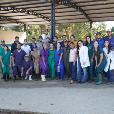 ALUNOS DE MEDICINA VETERINÁRIA PARTICIPAM DE NIVELAMENTO DE CIRURGIAS EM ANIMAIS DE GRANDE PORTE
