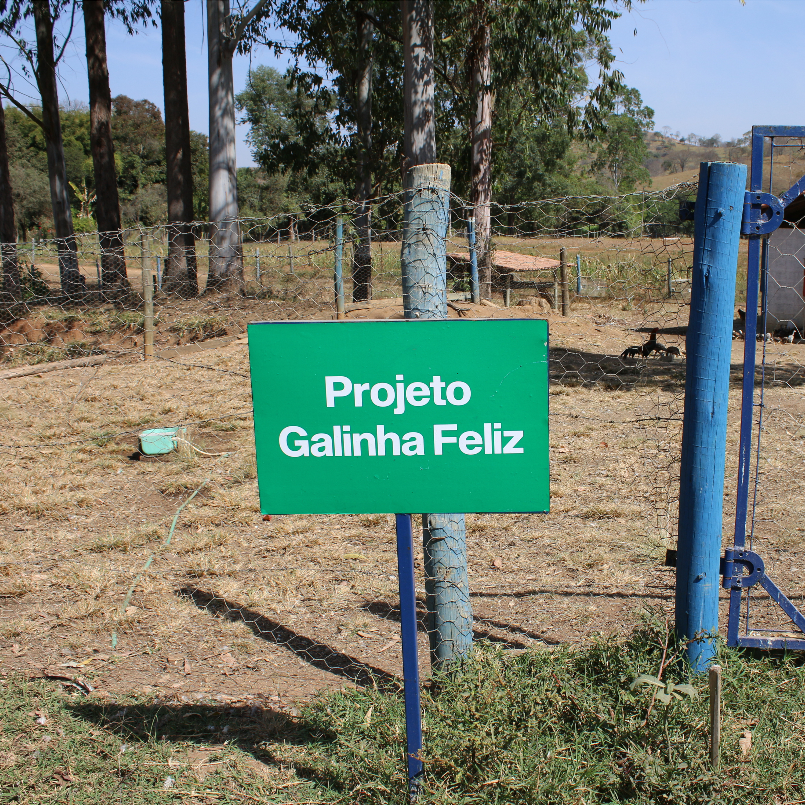 FAZENDA LABORATÓRIO DÁ INÍCIO AO “PROJETO GALINHA FELIZ”