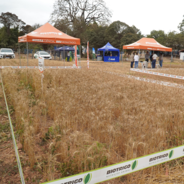 DIA DE TRIGO 2024 ATRAIU EMPRESAS E PRODUTORES RURAIS