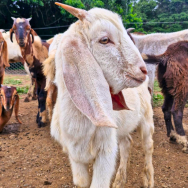 FAZENDA LABORATÓRIO UNIFOR-MG RECEBE ANIMAIS RESGATADOS DO TRÁFICO