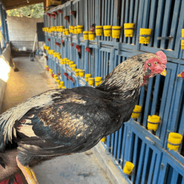 FAZENDA LABORATÓRIO DO UNIFOR-MG RECEBE GALOS APREENDIDOS EM PIUMHI PARA REABILITAÇÃO